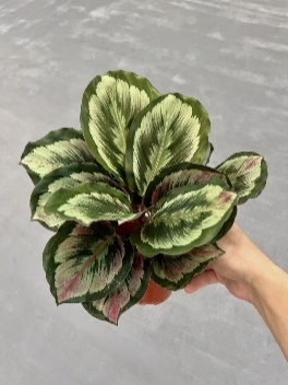 Калатея Марион
