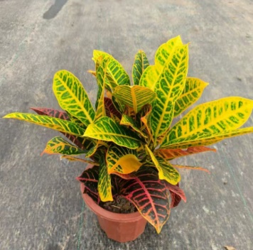 Кодиеум Петра