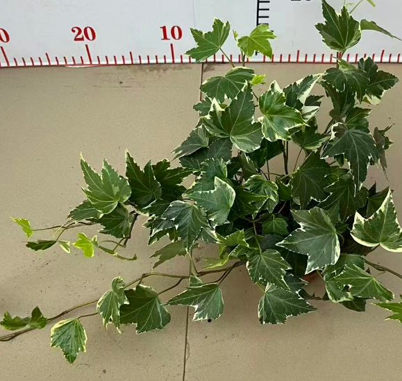 Хедера хеликс вариегата