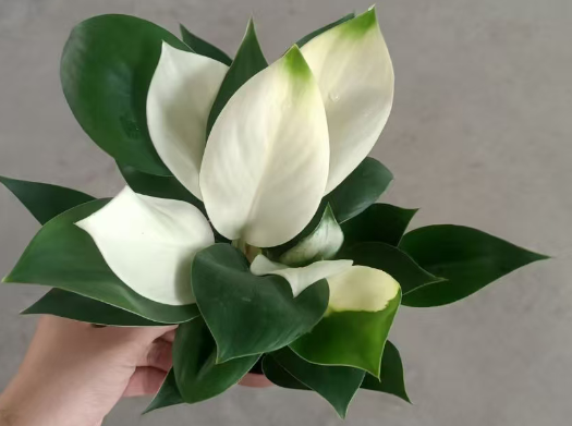 Филодендрон Вайт Конго
