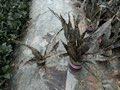 Сансевиерия Стар Каньон Гранит