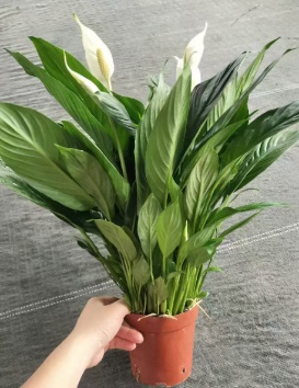 Спатифиллум Файн Вайн