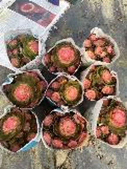 Эониум в упаковке хэллоуин вариегата