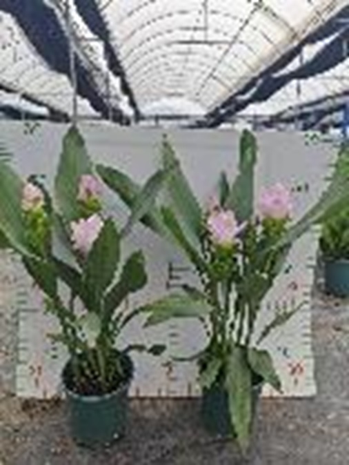 Куркума Сиам Принцесс розовая