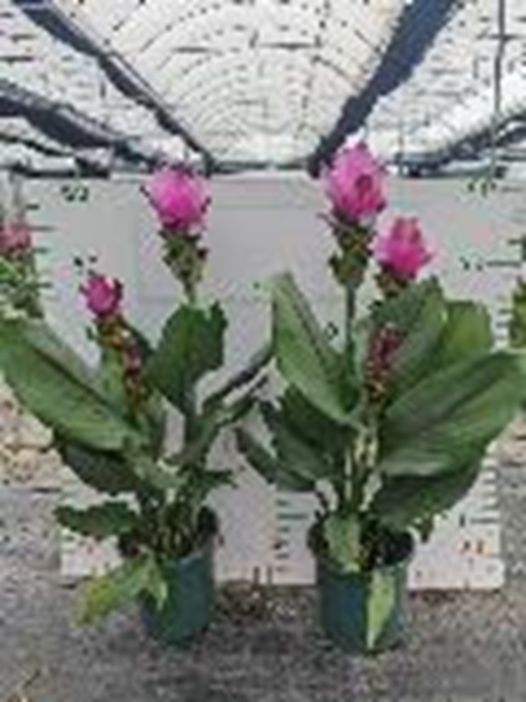 Куркума Сиам розовая