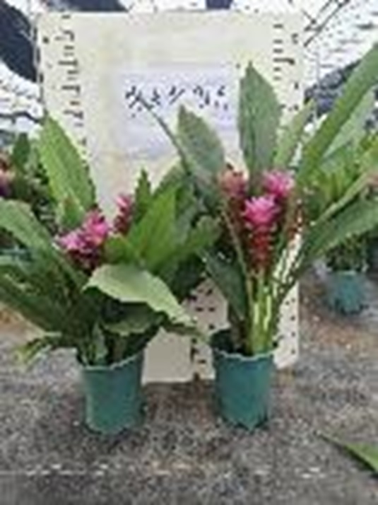 Куркума Сиам розовая