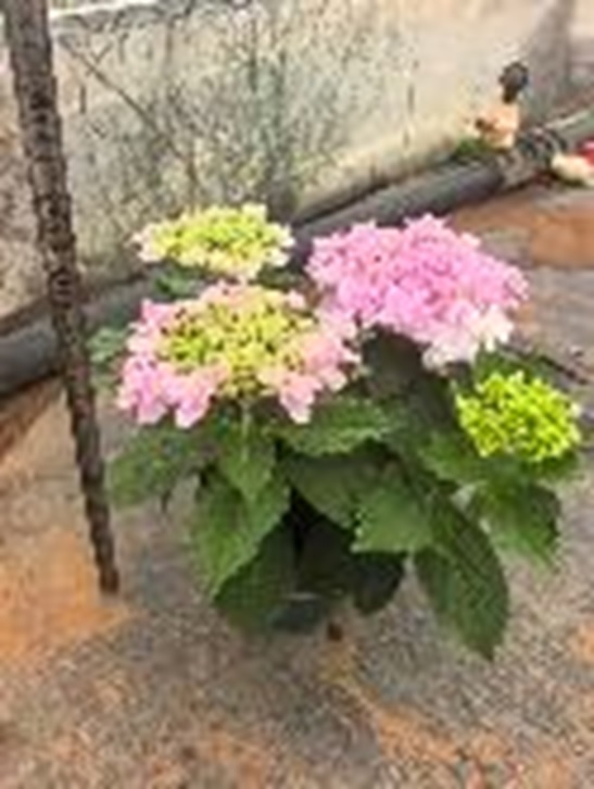 Гортензия Эрли Розовая