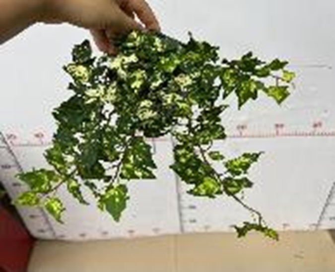 Хедера Алхеми Иви вариегата