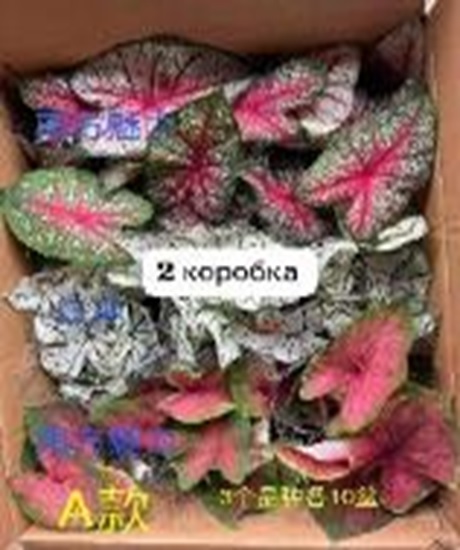 Каладиум Микс