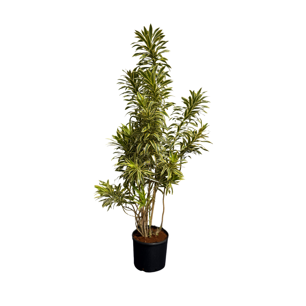 Драцена рефлекса вариегата