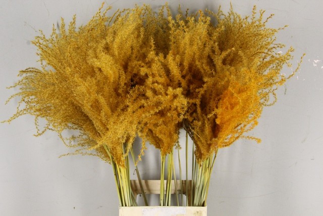 Miscanthus dry dyed apricot