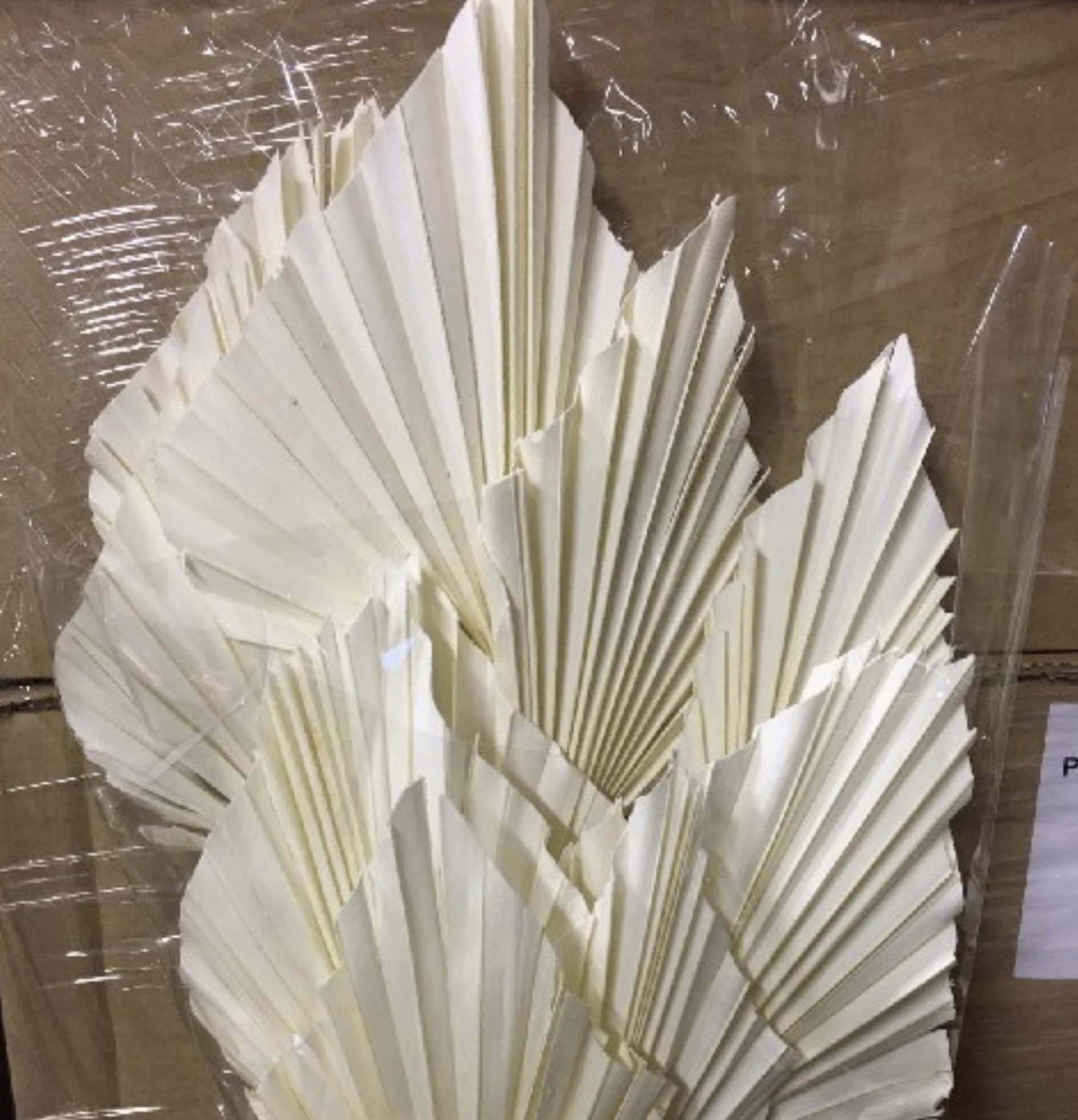 Dried palm spear (10/bunch) bleached
