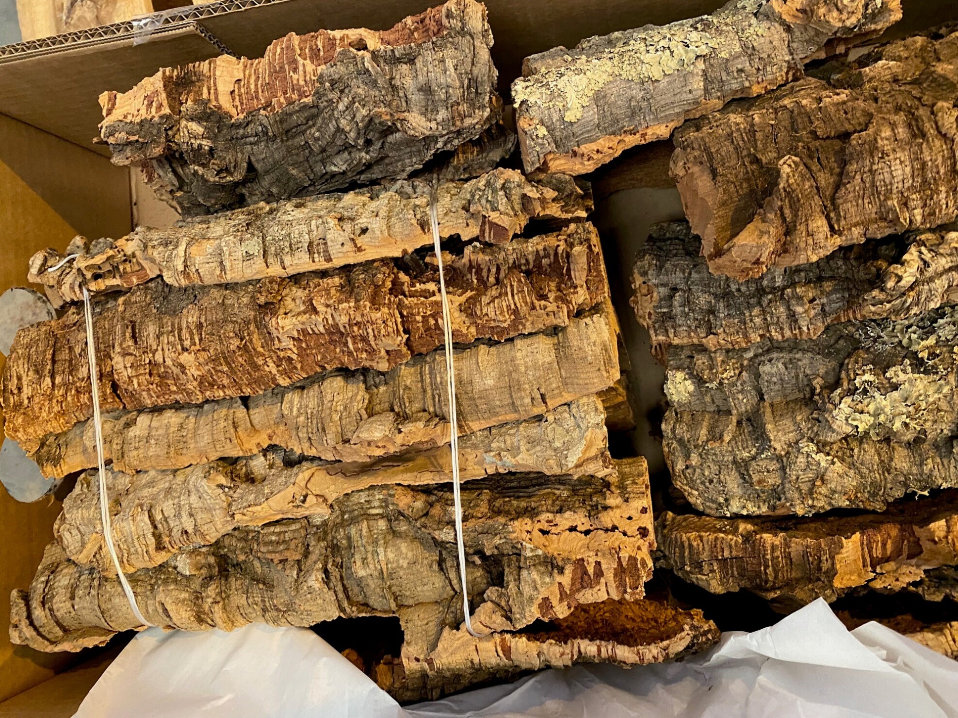 Dried cork per box 15-20cm pcs