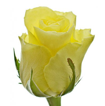 Rose minion rose