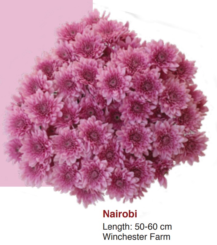 Chrysanthemum spray nairobi