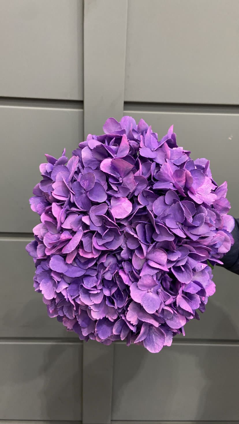 Hydrangea jumbo purple amatista air