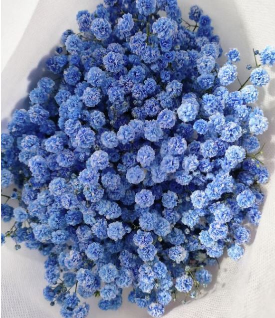 Gypsophila tinted blue