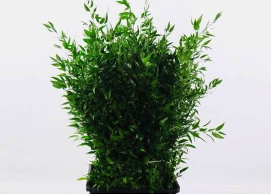 Blad Ruscus italia middle