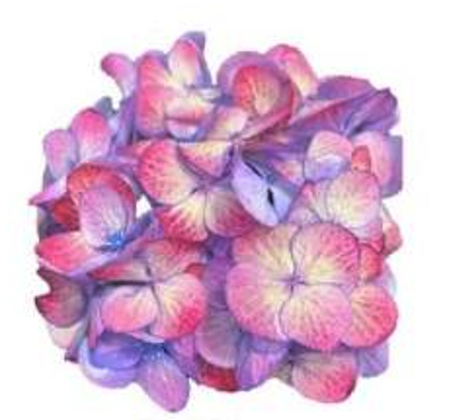 Hydrangea extra big petal red and blue