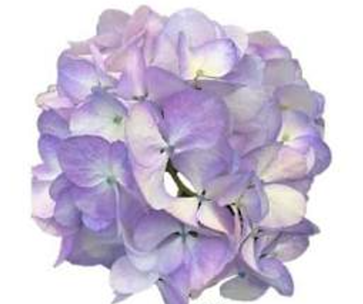 Hydrangea extra big petal lilac