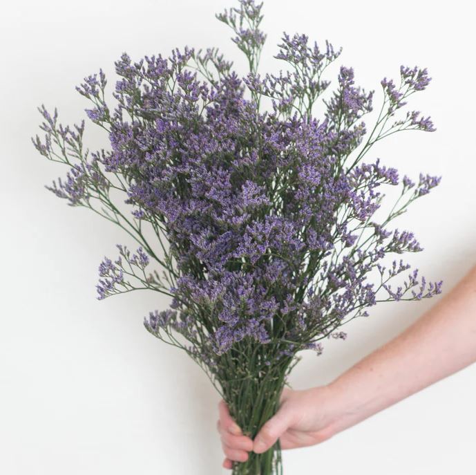 Limonium purple