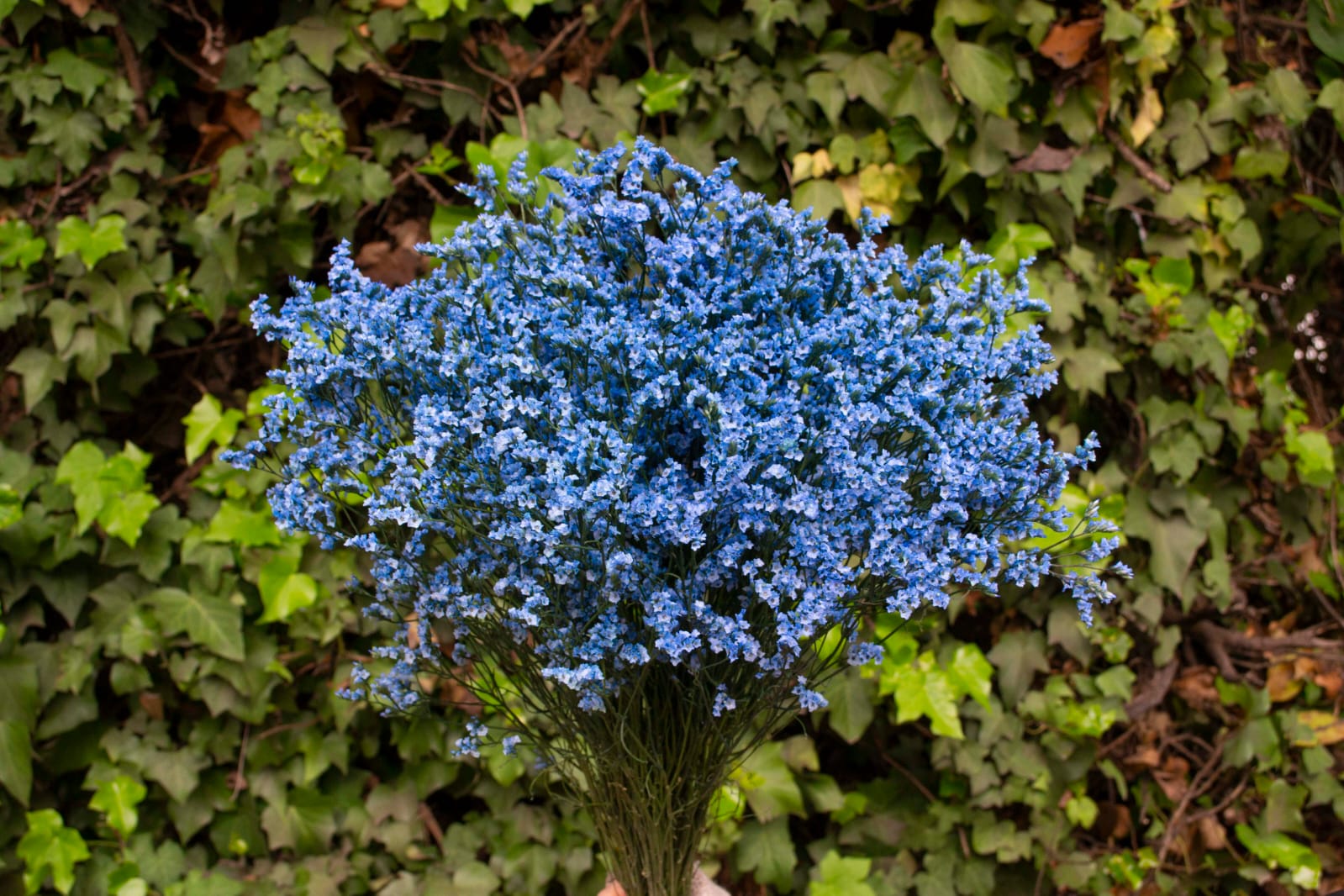 Limonium sinensis light blue