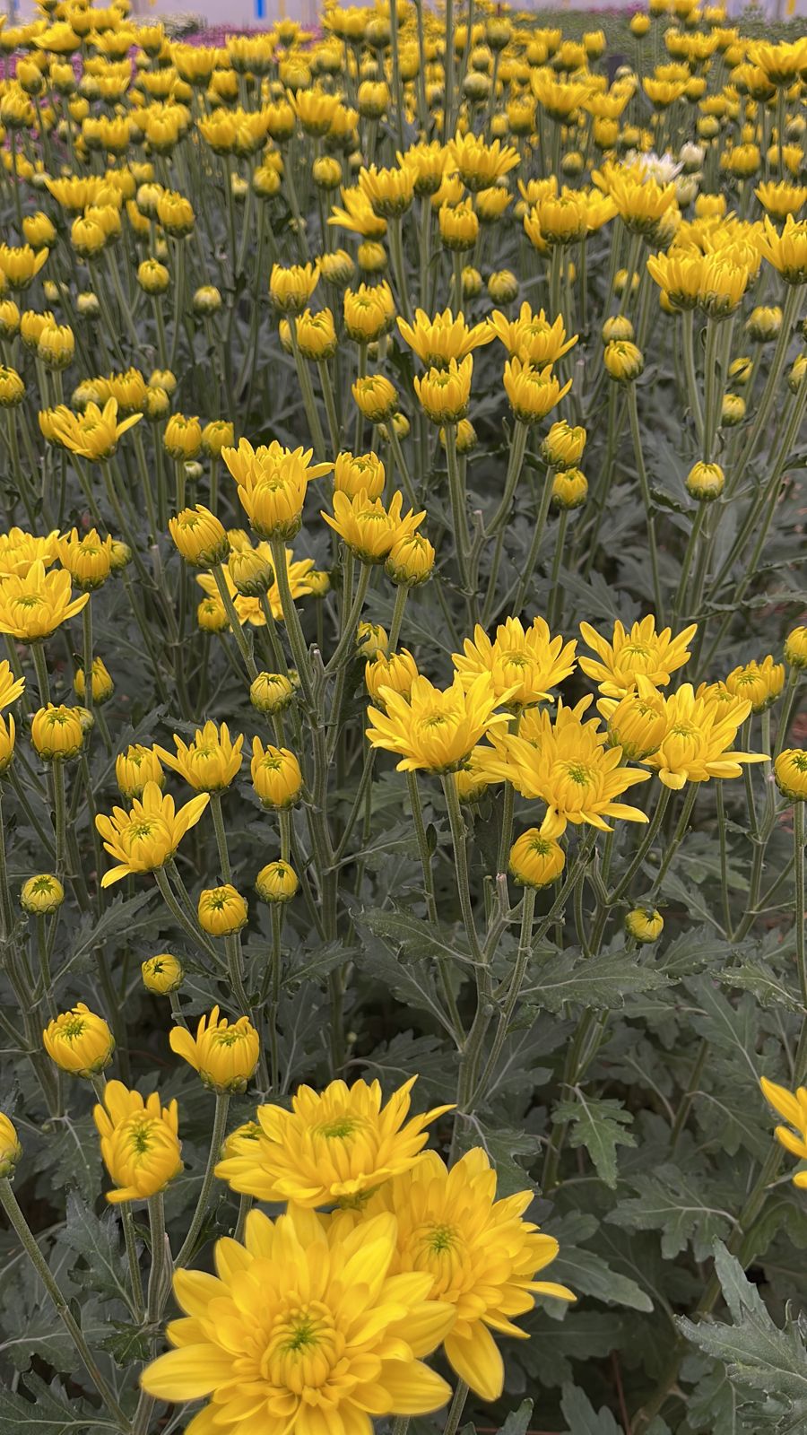 Chrysanthemum spray garda sunny