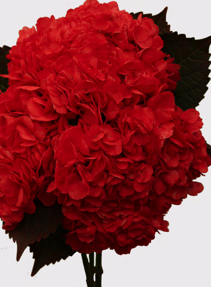 Hydrangea premium tinted passion red