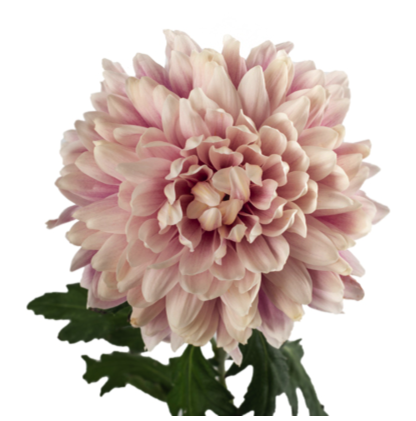 Chrysanthemum cremon salmon pink