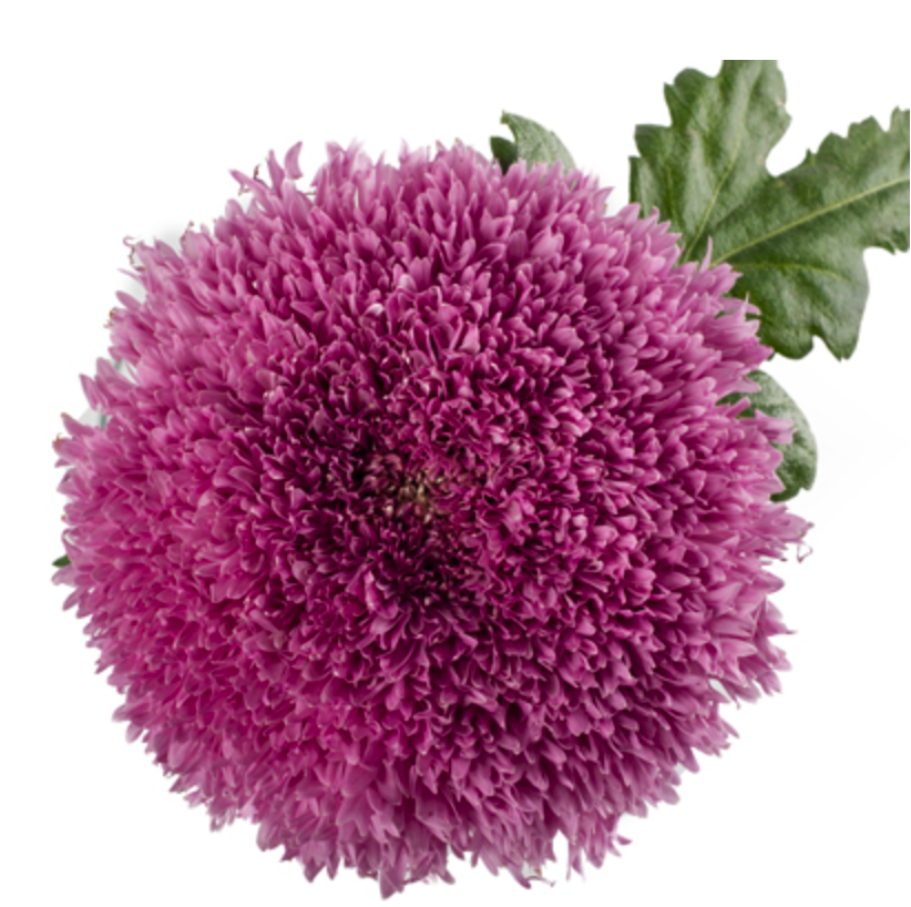 Chrysanthemum disbud ball etrusko