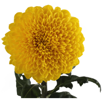 Chrysanthemum disbud ball totumo