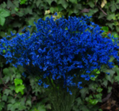 Limonium sinensis blue
