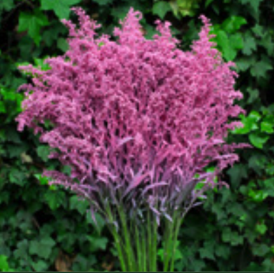 Solidago tinted pink