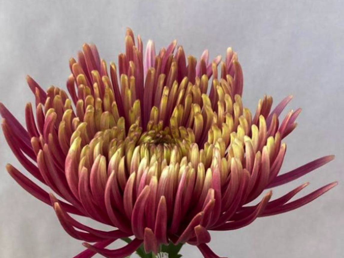 Chrysanthemum spider mum baltazar flame