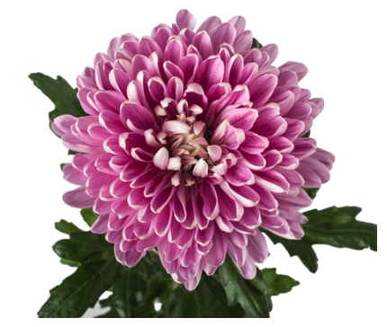 Chrysanthemum cremon dark rosanno