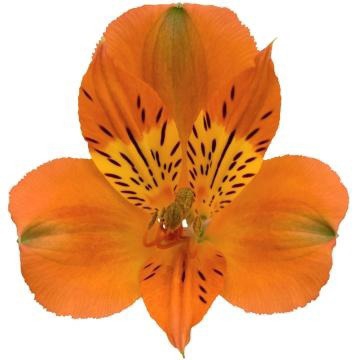 Alstroemeria savanna