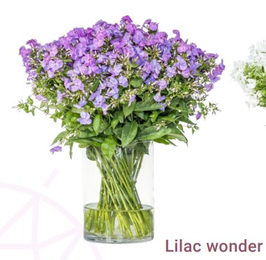 Phlox lila wonder