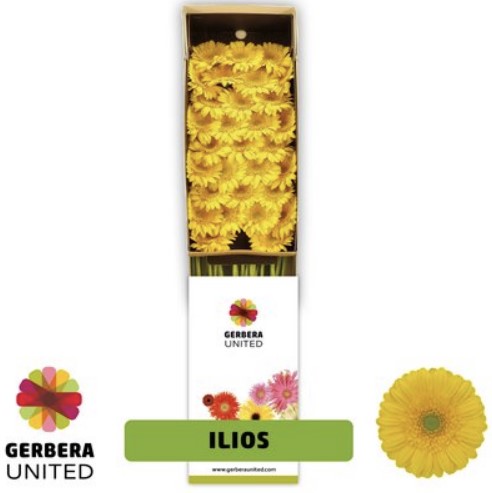 Gerbera Mini ilios!