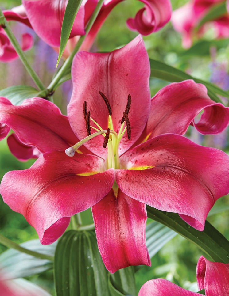 Lilium or redford