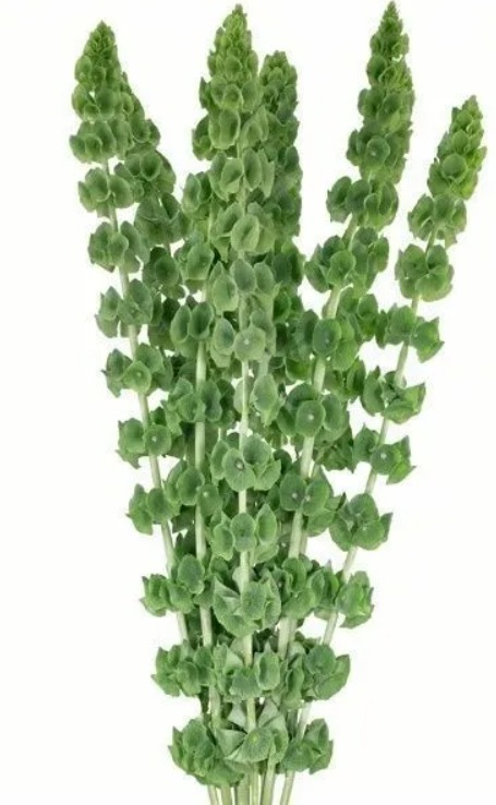 Moluccella bells of ireland