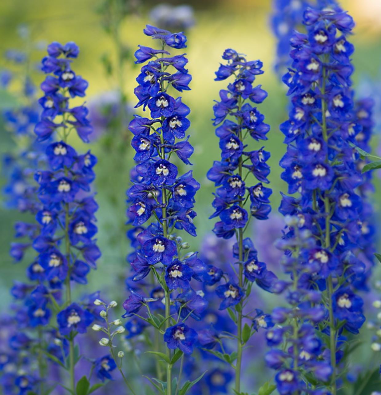 Delphinium royal blue