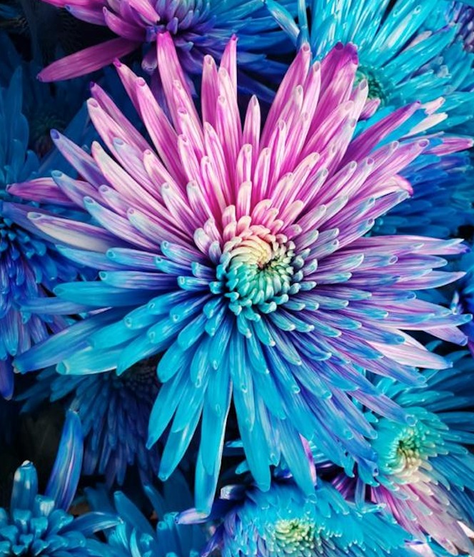 Chrysanthemum single anastasia tinted azul violeta
