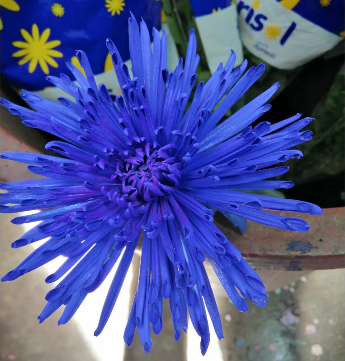 Chrysanthemum single anastasia tinted blue
