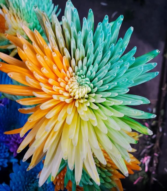 Chrysanthemum single anastasia tinted rainbown