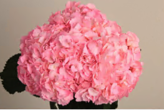 Hydrangea premium tinted bridal pink air