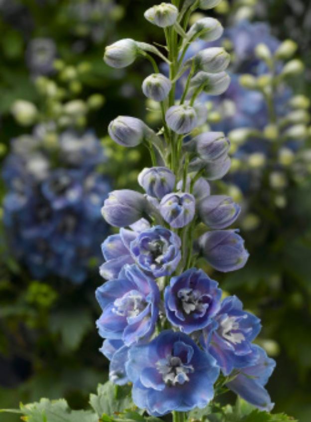 Delphinium light blue