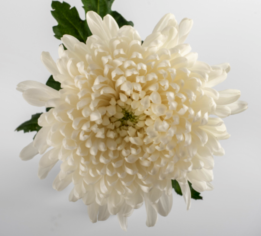 Chrysanthemum cremon salvador