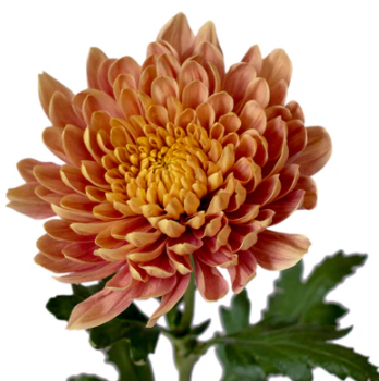 Chrysanthemum cremon veronica salmon