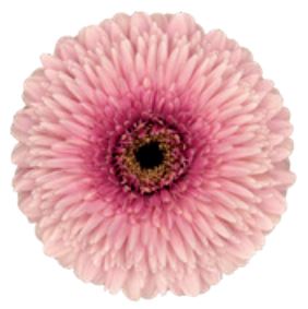 Gerbera mayball