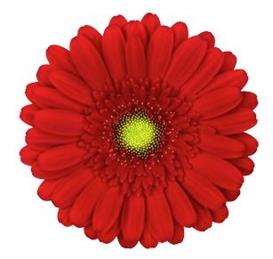 Gerbera Mini phoenix
